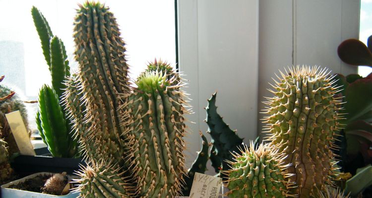 The Prosperous History Of Hoodia Gordonii